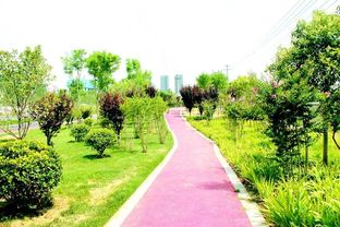 四季常綠三季有花，菏澤市桂陵路景觀帶美爆城市綠化新風(fēng)尚