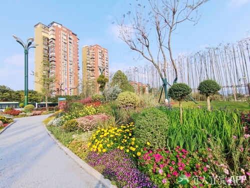 翠屏區(qū) 城市花海妝點(diǎn)幸福生活，精細(xì)管理提升綠化品質(zhì)